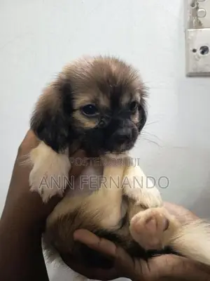 Shih Tzu Mix Puppy
