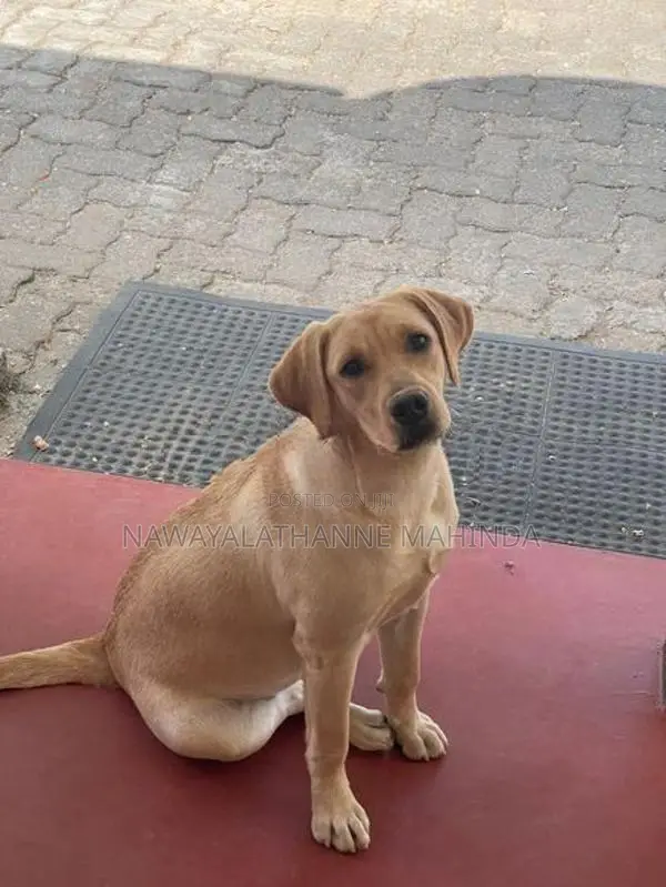 Labrador Puppies