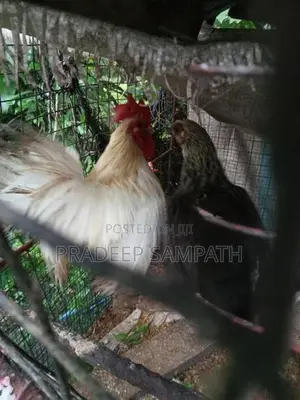 Bantam Chicken