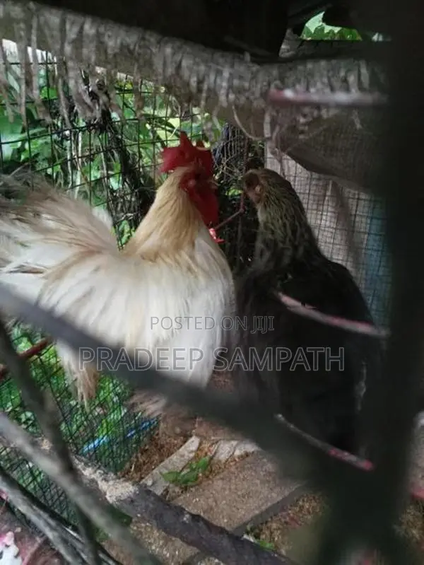 Bantam Chicken