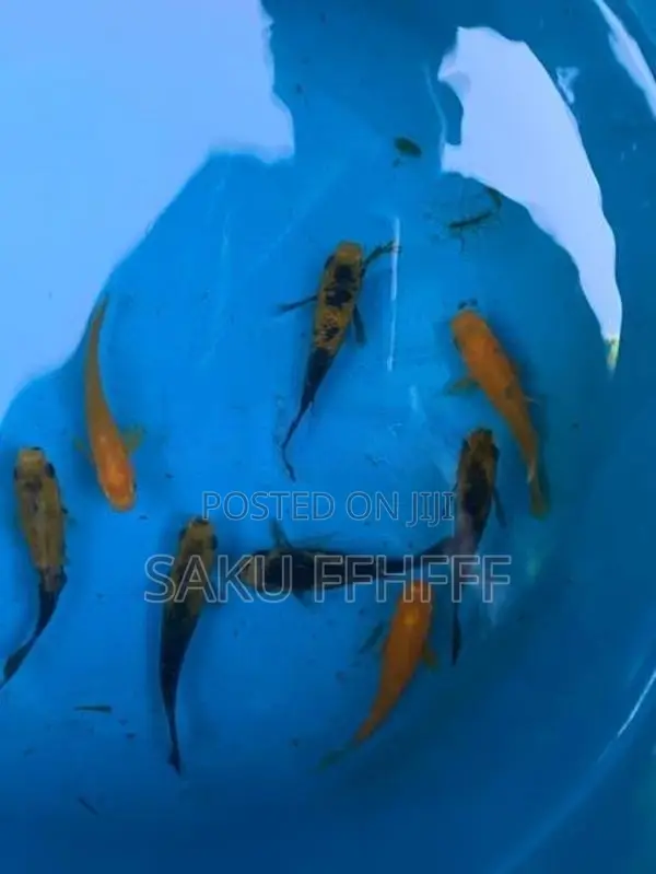 Balloon Fish
