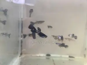Guppy Fish