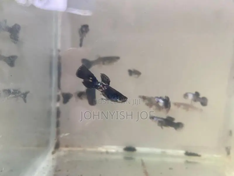 Guppy Fish