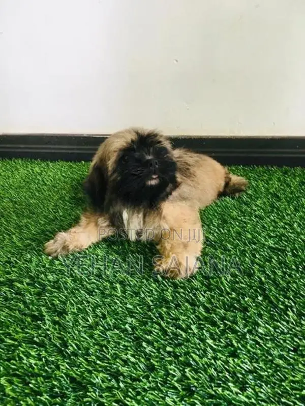 Shih Tzu Puppies