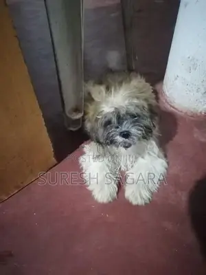 Shih Tzu Puppy