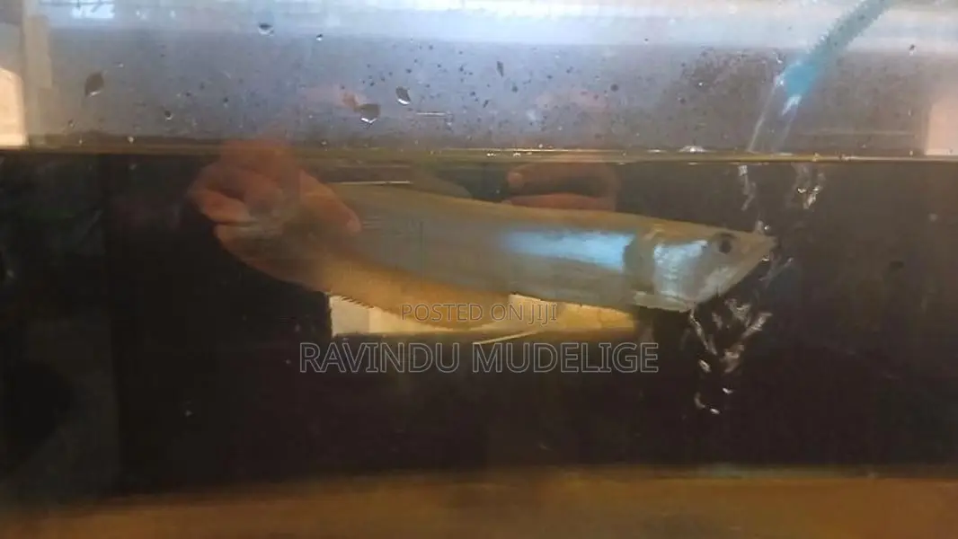Arowana Fish
