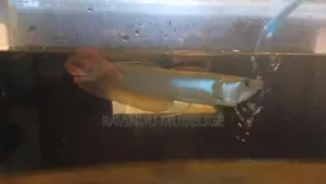 Arowana Fish