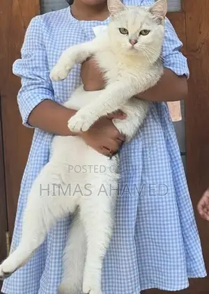 Pedigree British Short Hair Male Cat