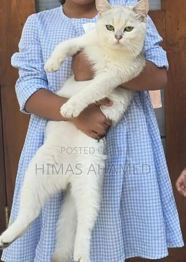 Pedigree British Short Hair Male Cat