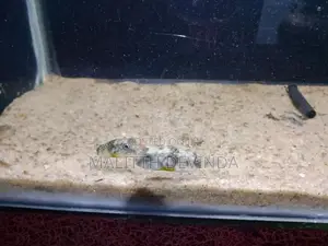 Puffer Fish