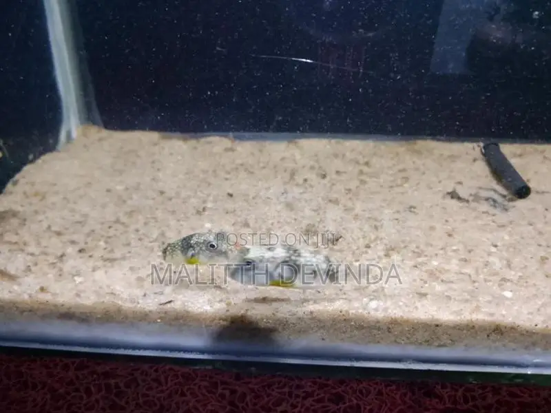 Puffer Fish
