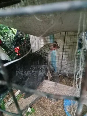 Bantam Chicken