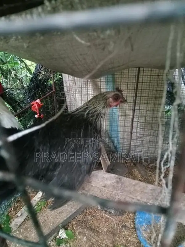 Bantam Chicken