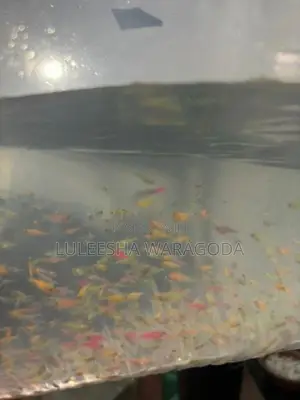 Glow Tetra Fish