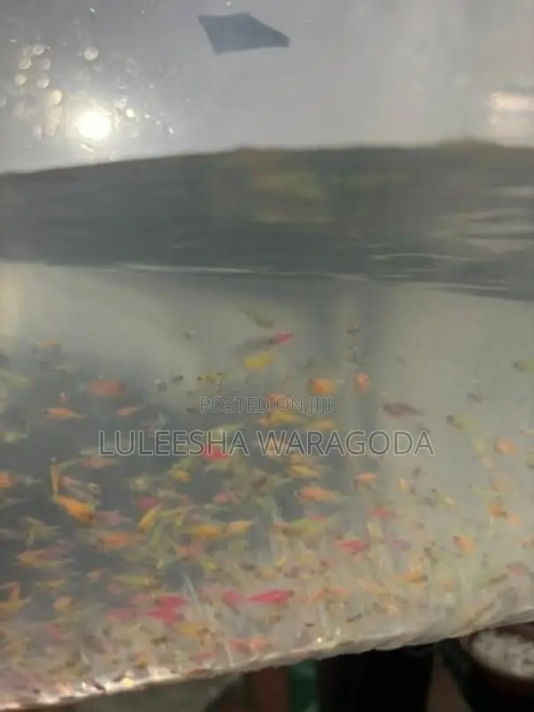 Glow Tetra Fish