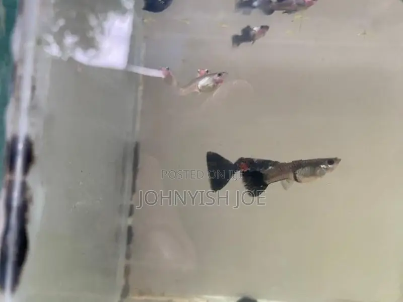 Guppy Fish