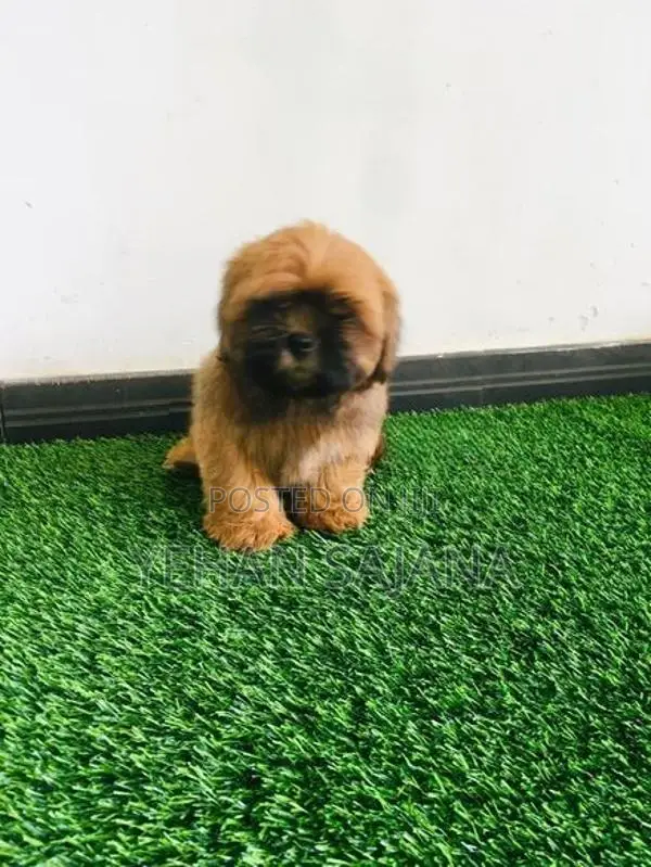 Shih Tzu Puppies
