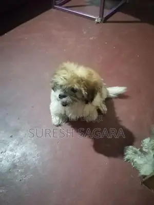 Shih Tzu Puppy