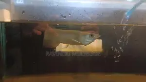 Arowana Fish