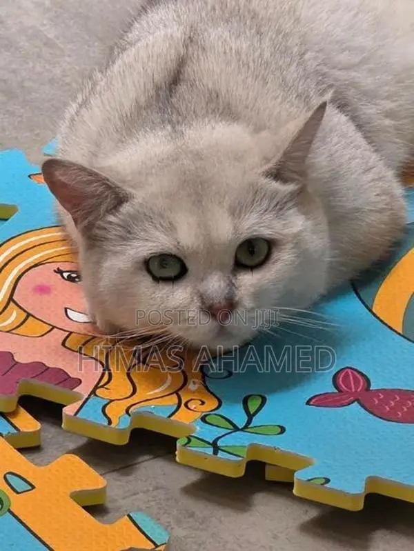Pedigree British Short Hair Male Cat