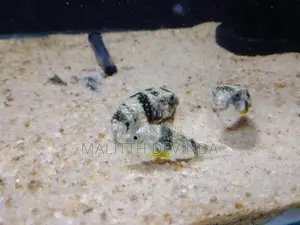 Puffer Fish