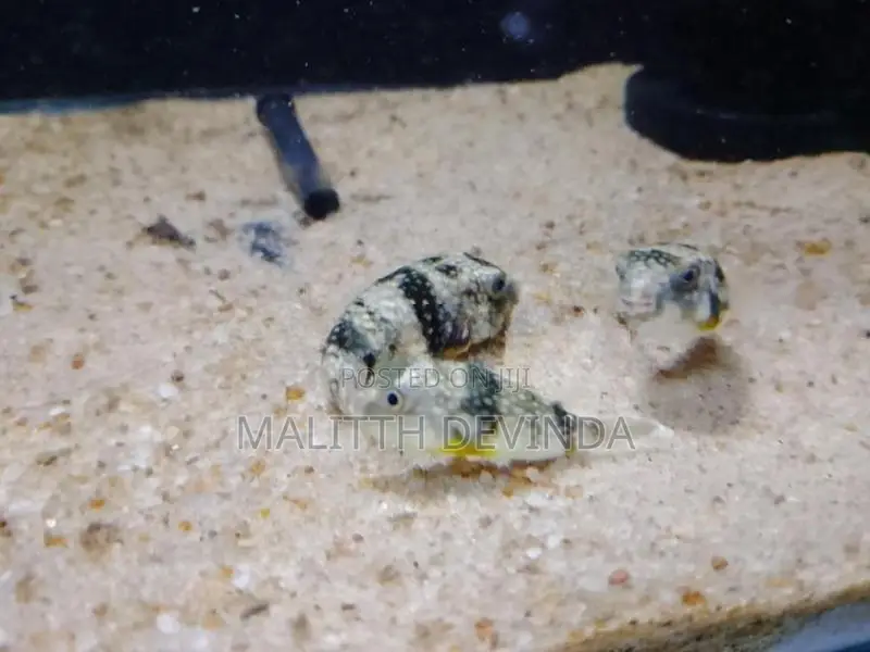 Puffer Fish