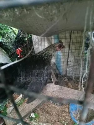 Bantam Chicken