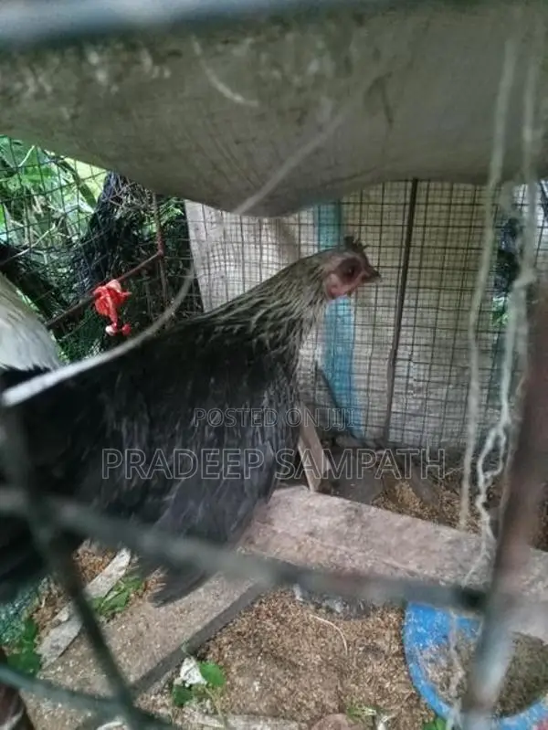 Bantam Chicken