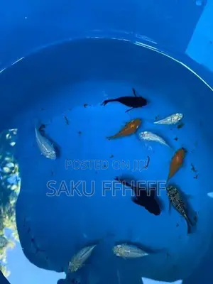 Balloon Fish