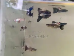 Guppy Fish