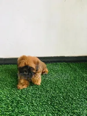 Shih Tzu Puppies