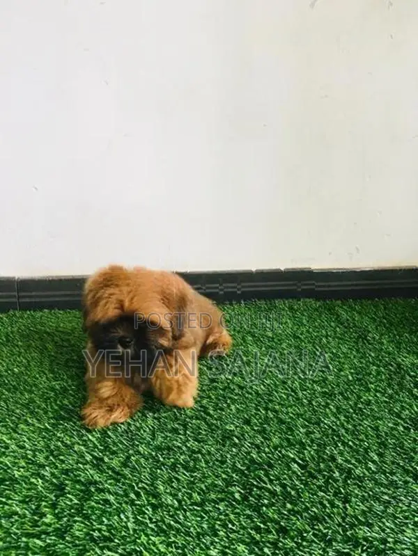 Shih Tzu Puppies