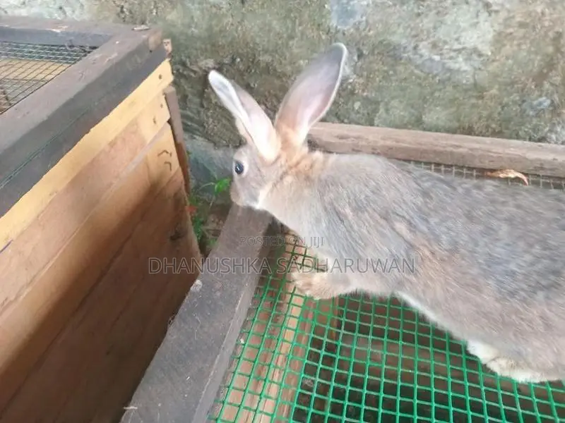 Female Rabbit