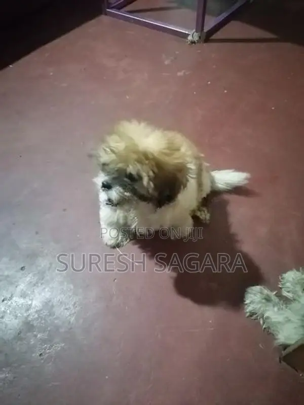 Shih Tzu Puppy