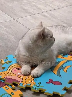 Pedigree British Short Hair Male Cat