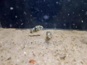 Puffer Fish
