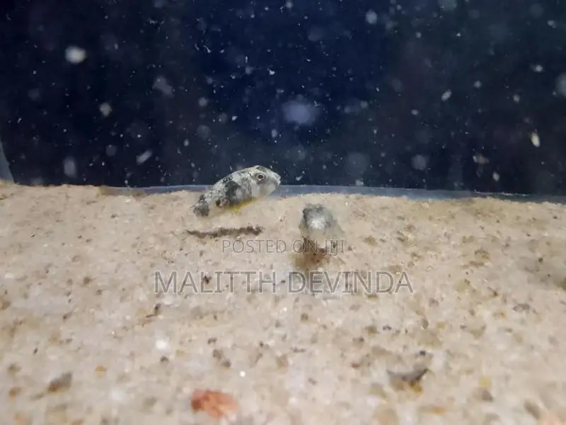 Puffer Fish