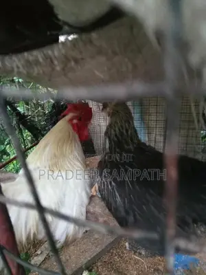 Bantam Chicken
