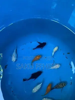 Balloon Fish