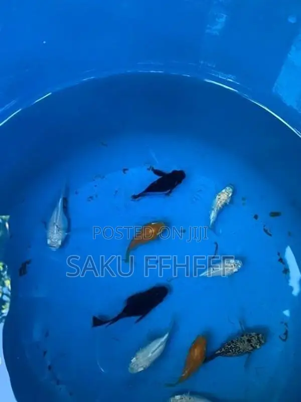 Balloon Fish