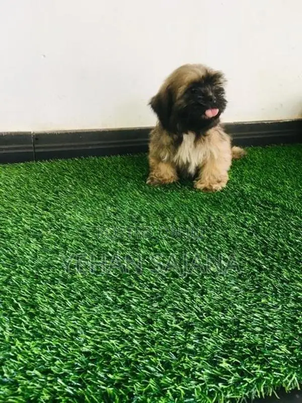 Shih Tzu Puppies