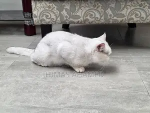 Pedigree British Short Hair Male Cat