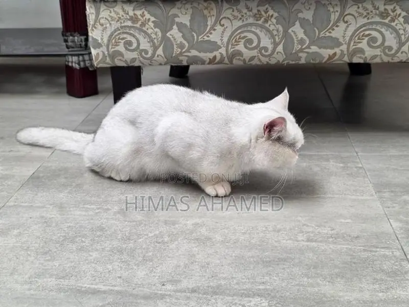 Pedigree British Short Hair Male Cat