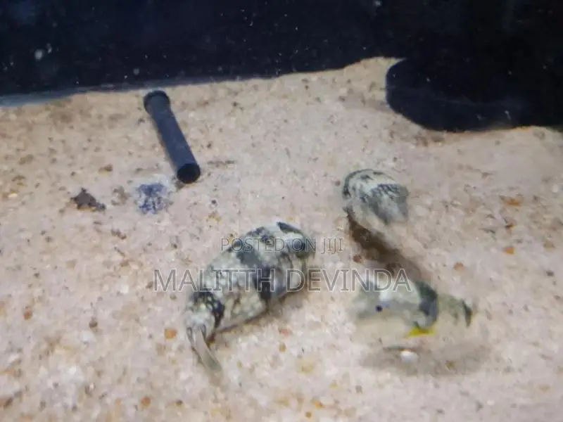 Puffer Fish