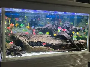 Tetra Fish