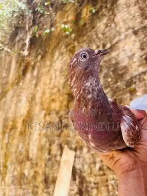 Kiran Pigeon