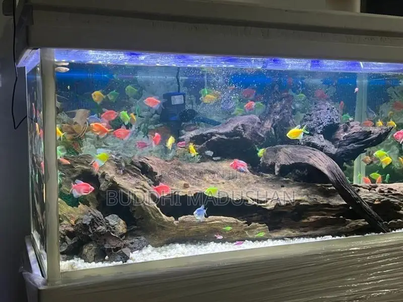 Tetra Fish