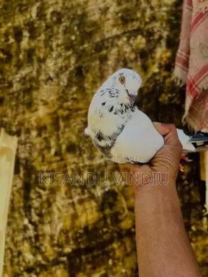 Kiran Pigeon