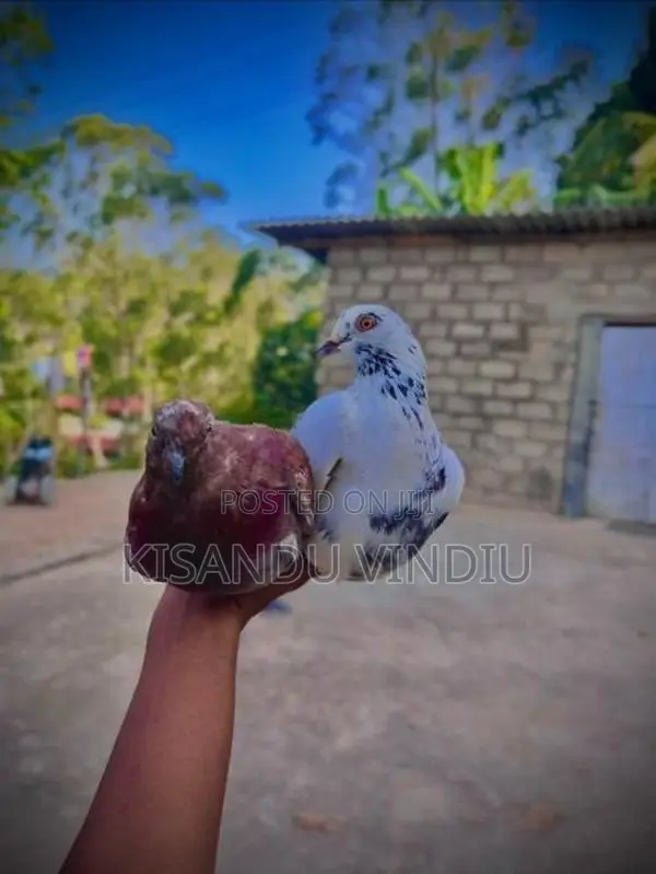 Kiran Pigeon