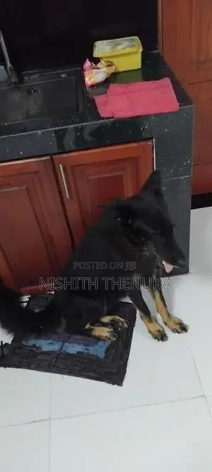 Lion Shepherd Dog
